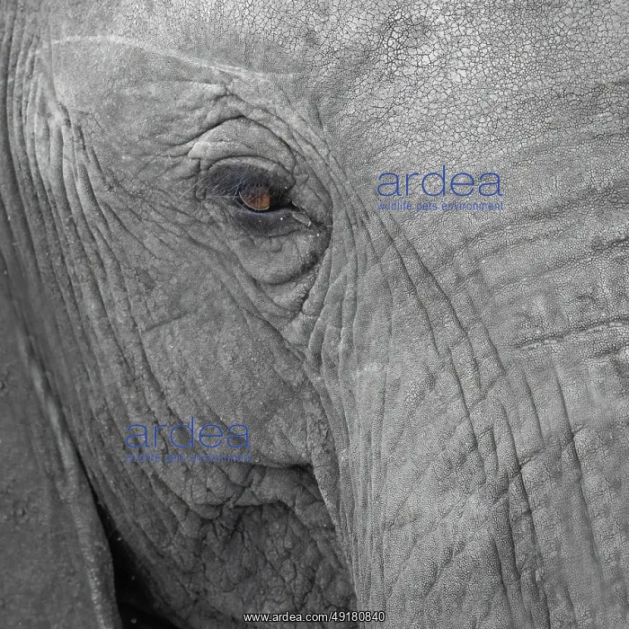 : Elephantidae, detail, Kruger National Park : Elephantidae, detail, Kruger National Park