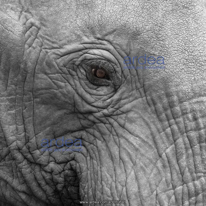 : Elephantidae, detail, Kruger National Park : Elephantidae, detail, Kruger National Park