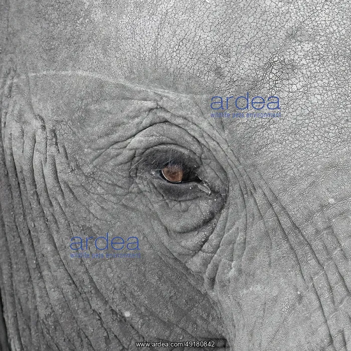 : Elephantidae, detail, Kruger National Park : Elephantidae, detail, Kruger National Park