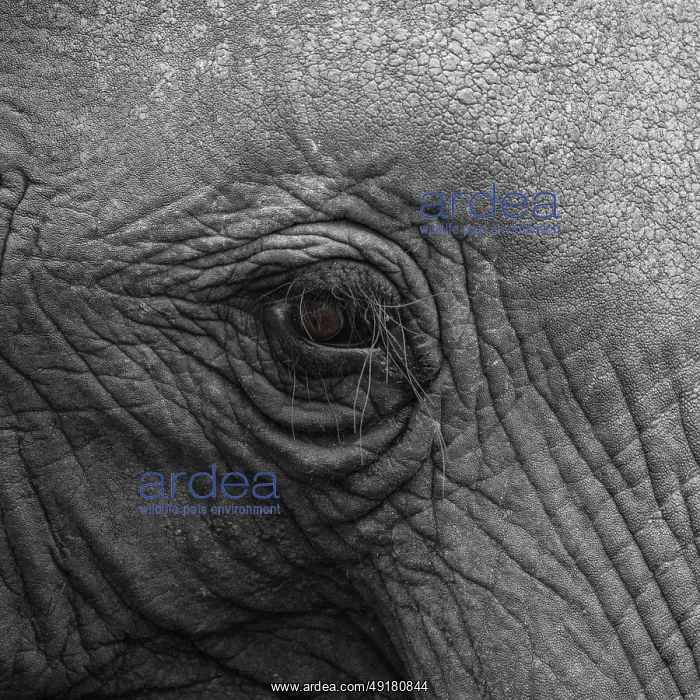 : Elephantidae, detail, Kruger National Park : Elephantidae, detail, Kruger National Park