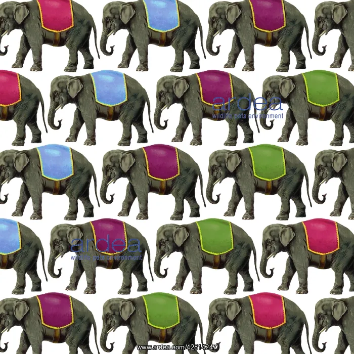 : Elephants wearing multi-coloured seat cape Digital Manipulation : Elephants wearing multi-coloured seat cape Digital Manipulation