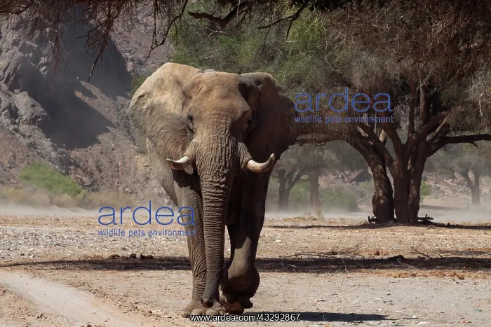 : some elephants have adapted to live in desert areas, they dr : some elephants have adapted to live in desert areas, they dr