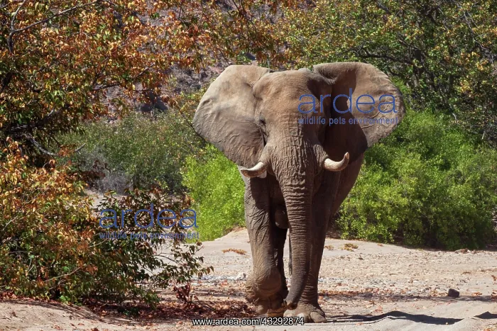: some elephants have adapted to live in desert areas, they dr : some elephants have adapted to live in desert areas, they dr