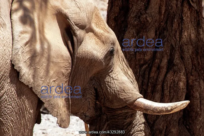 : some elephants have adapted to live in desert areas, they dr : some elephants have adapted to live in desert areas, they dr