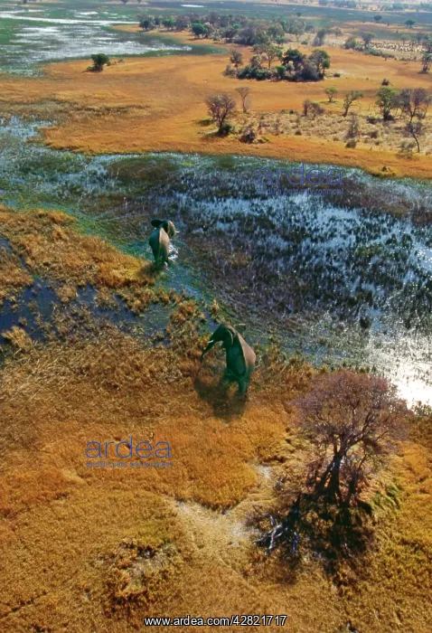 : Elephants - aerial view, crossing flooded plain : Elephants - aerial view, crossing flooded plain