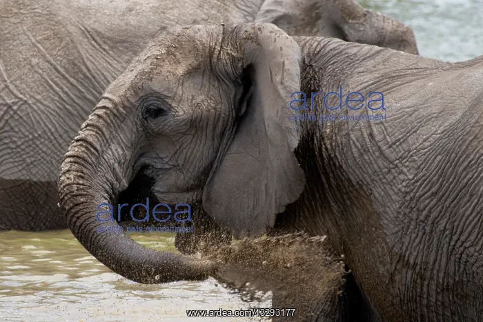 : Elephants, after bathing, like to spray mud, sand or dust on : Elephants, after bathing, like to spray mud, sand or dust on