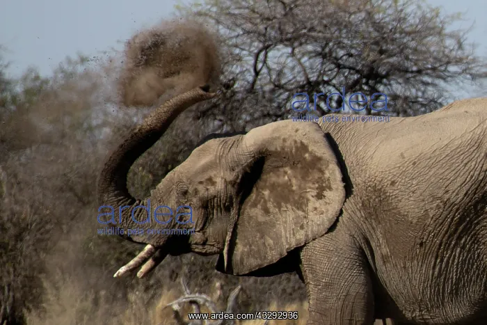 : Elephants, after bathing, like to spray sand or dust on thei : Elephants, after bathing, like to spray sand or dust on thei