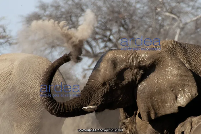: Elephants, after bathing, like to spray sand or dust on thei : Elephants, after bathing, like to spray sand or dust on thei