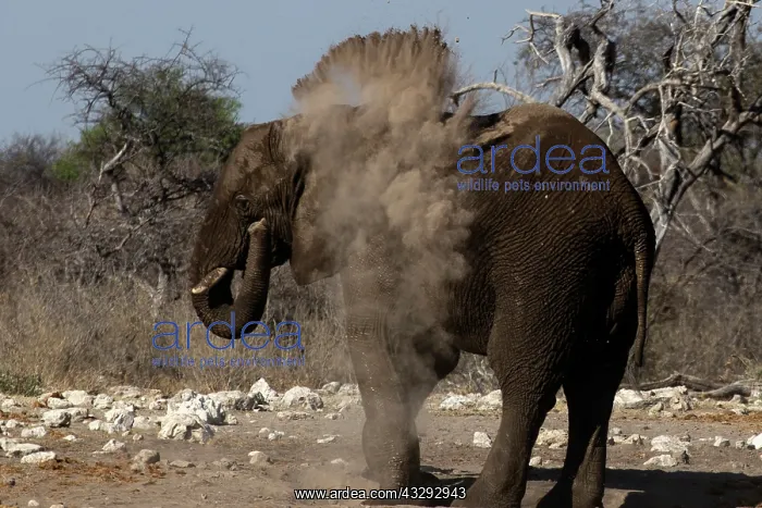 : Elephants, after bathing, like to spray sand or dust on thei : Elephants, after bathing, like to spray sand or dust on thei