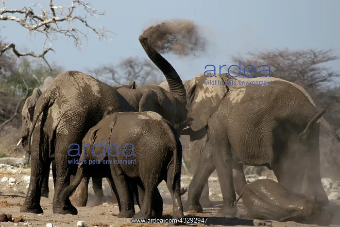 : Elephants, after bathing, like to spray sand or dust on thei : Elephants, after bathing, like to spray sand or dust on thei