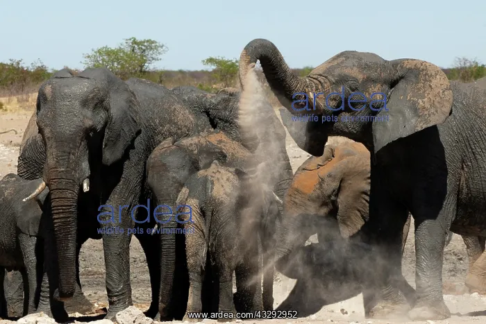: Elephants, after bathing, like to spray sand or dust on thei : Elephants, after bathing, like to spray sand or dust on thei