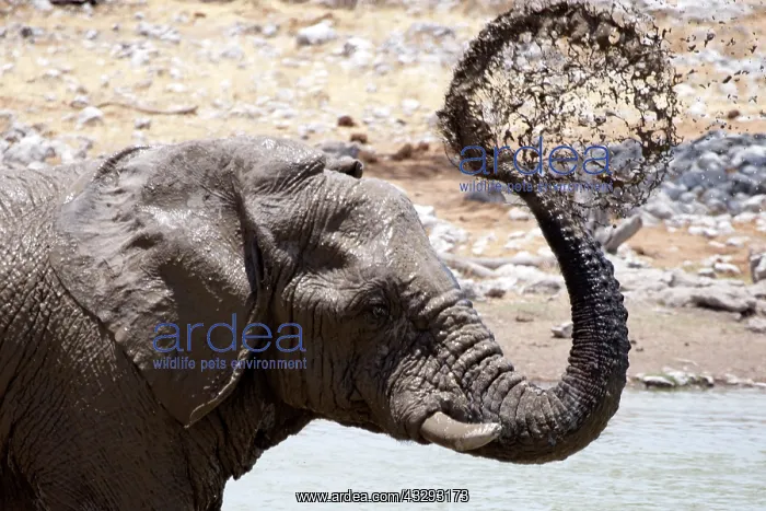 : Elephants, after bathing, like to spray sand or dust on thei : Elephants, after bathing, like to spray sand or dust on thei