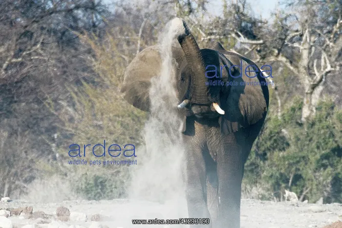 : Elephants, after bathing, like to spray sand or dust on thei : Elephants, after bathing, like to spray sand or dust on thei