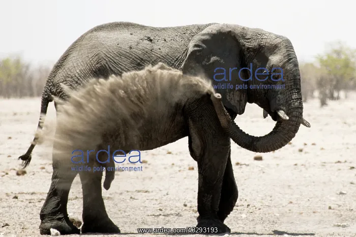 : Elephants, after bathing, like to spray sand or dust on thei : Elephants, after bathing, like to spray sand or dust on thei