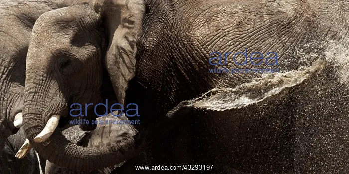 : Elephants, after bathing, like to spray water on their skin : Elephants, after bathing, like to spray water on their skin