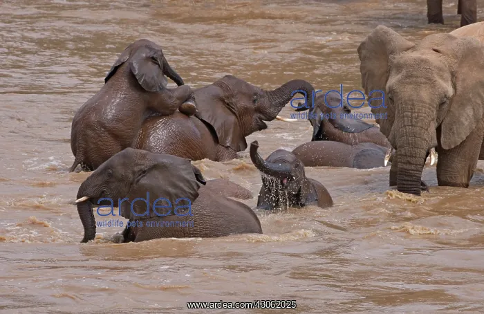 : Elephants bathing in the river, Samburu : Elephants bathing in the river, Samburu