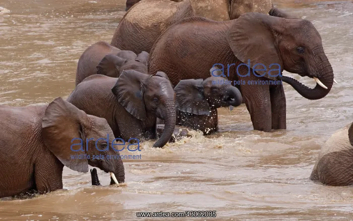 : Elephants bathing in the river, Samburu : Elephants bathing in the river, Samburu