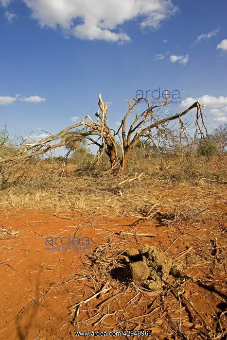  : Elephants competing for food strip bark off trees