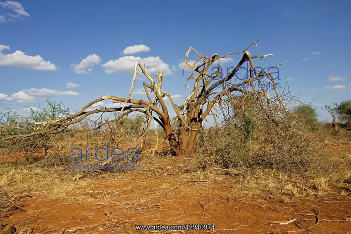  : Elephants competing for food strip bark off trees