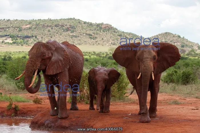 : Elephants and cub (Loxodonta africana) : Elephants and cub (Loxodonta africana)