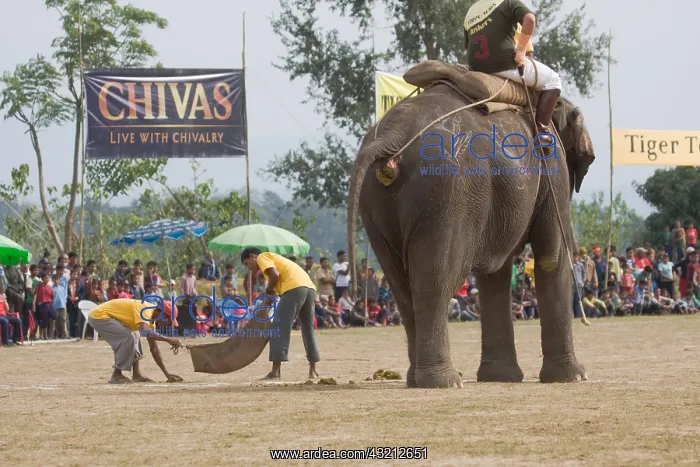 : Elephants defecating at the World Elephant Polo Terai Nepal : Elephants defecating at the World Elephant Polo Terai Nepal