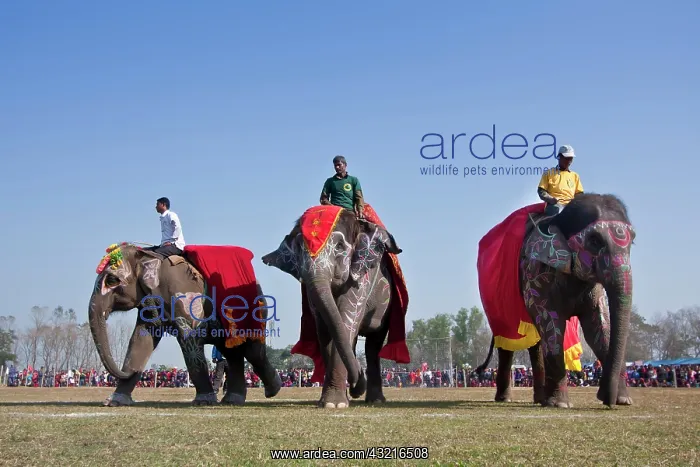 : Elephants dressed - Elephant festival Chitwan Nepal : Elephants dressed - Elephant festival Chitwan Nepal