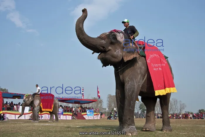 : Elephants dressed - Elephant festival Chitwan Nepal : Elephants dressed - Elephant festival Chitwan Nepal