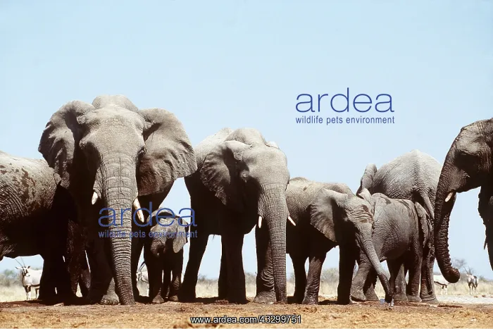  : ELEPHANTS DRINKING
