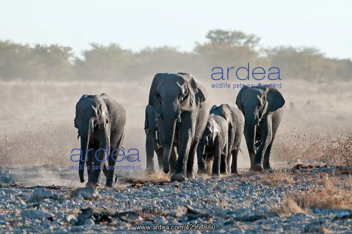 : Elephants - group approaching water hole : Elephants - group approaching water hole