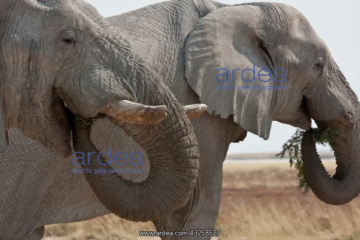 : Two elephants (Loxodonta Africana) eating : Two elephants (Loxodonta Africana) eating
