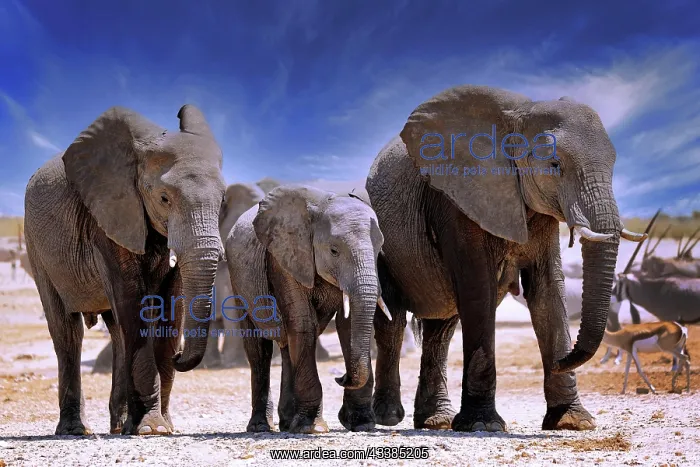: Elephants (Loxodonta africana), Etosha National : Elephants (Loxodonta africana), Etosha National