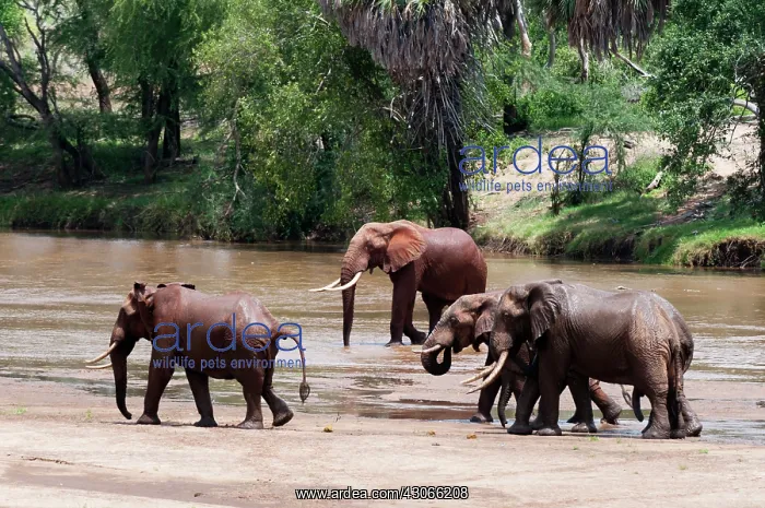 : Elephants (Loxodonta africana), Tsavo East : Elephants (Loxodonta africana), Tsavo East