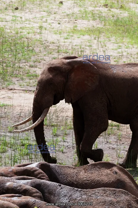 : Elephants (Loxodonta africana), Tsavo East : Elephants (Loxodonta africana), Tsavo East