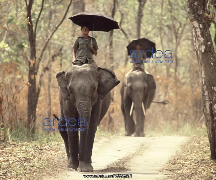 : Elephants with their mahouts in Sal forest Chitwan Nepal : Elephants with their mahouts in Sal forest Chitwan Nepal