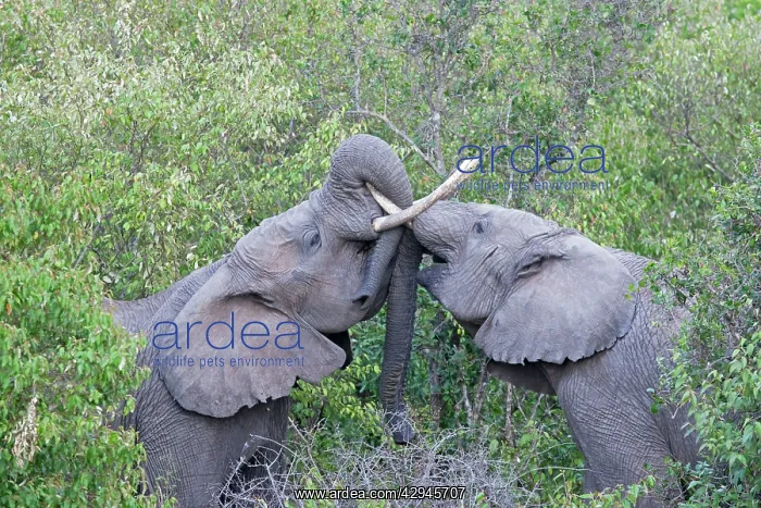 : Elephants - Play fighting : Elephants - Play fighting