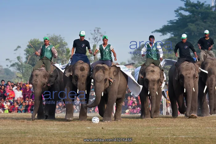 : Elephants playing football - Elephant festival Chitwan Nepal : Elephants playing football - Elephant festival Chitwan Nepal
