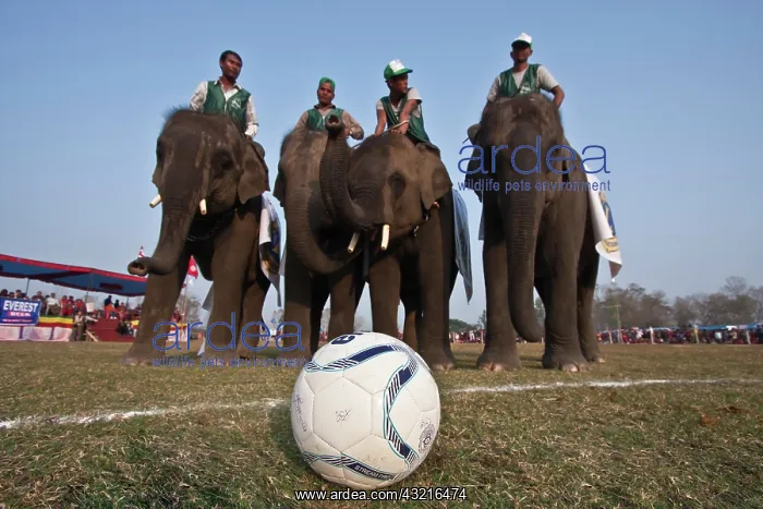 : Elephants playing football - Elephant festival Chitwan Nepal : Elephants playing football - Elephant festival Chitwan Nepal