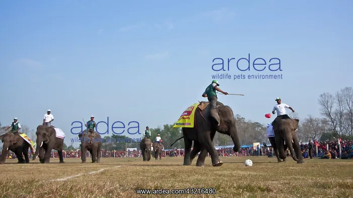 : Elephants playing football - Elephant festival Chitwan Nepal : Elephants playing football - Elephant festival Chitwan Nepal