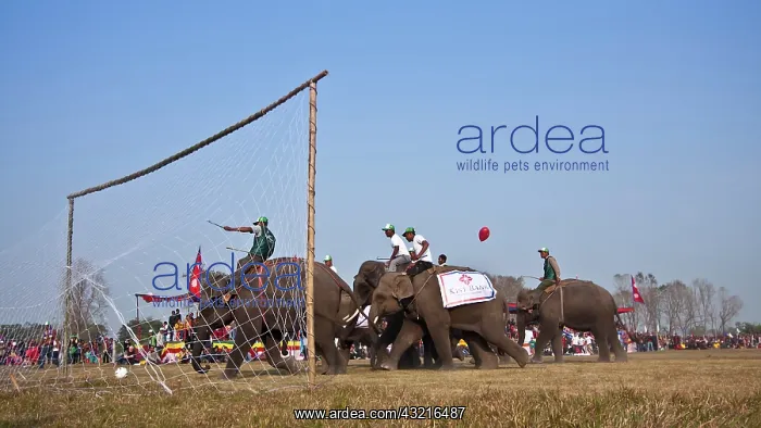 : Elephants playing football - Elephant festival Chitwan Nepal : Elephants playing football - Elephant festival Chitwan Nepal
