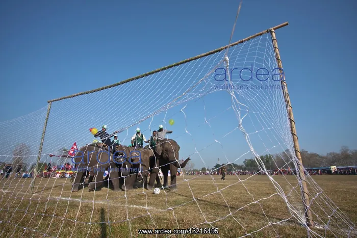 : Elephants playing football - Elephant festival Chitwan Nepal : Elephants playing football - Elephant festival Chitwan Nepal