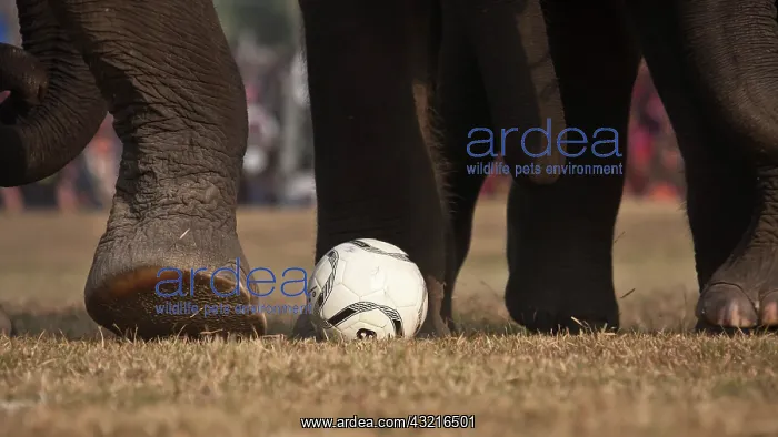 : Elephants playing football - Elephant festival Chitwan Nepal : Elephants playing football - Elephant festival Chitwan Nepal