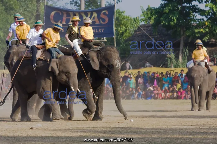 : Elephants playing at the World Elephant Polo Terai Nepal : Elephants playing at the World Elephant Polo Terai Nepal