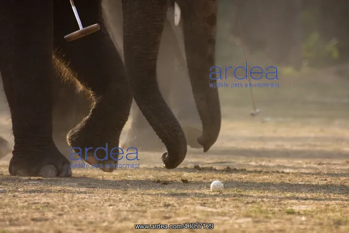 : Elephants playing at the World Elephant Polo Terai Nepal : Elephants playing at the World Elephant Polo Terai Nepal