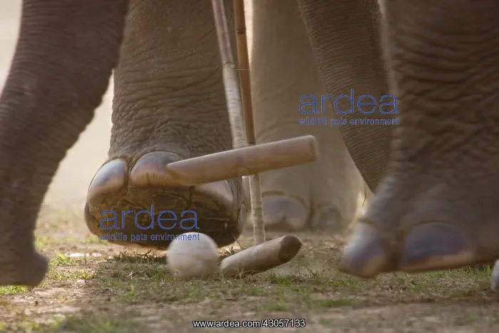: Elephants playing at the World Elephant Polo Terai Nepal : Elephants playing at the World Elephant Polo Terai Nepal