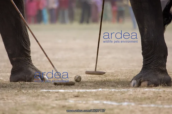 : Elephants playing at the World Elephant Polo Terai Nepal : Elephants playing at the World Elephant Polo Terai Nepal