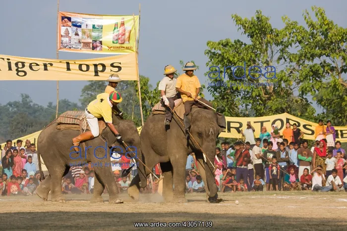 : Elephants playing at the World Elephant Polo Terai Nepal : Elephants playing at the World Elephant Polo Terai Nepal