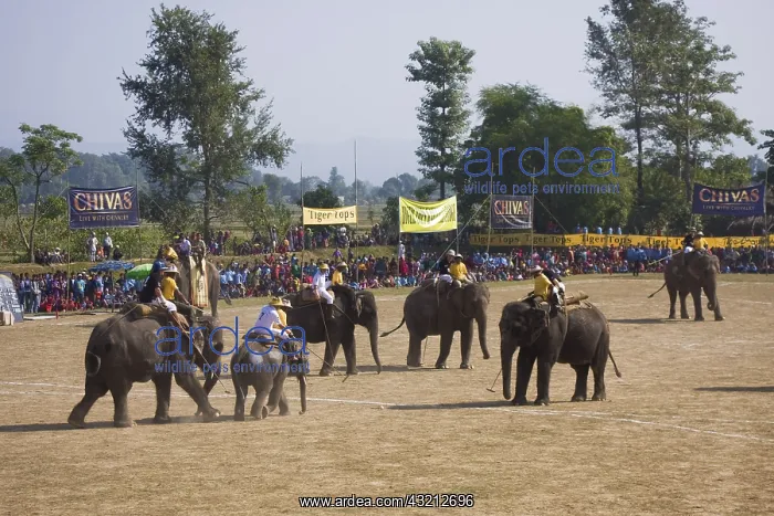 : Elephants playing at the World Elephant Polo Terai Nepal : Elephants playing at the World Elephant Polo Terai Nepal