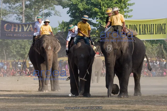 : Elephants playing at the World Elephant Polo Terai Nepal : Elephants playing at the World Elephant Polo Terai Nepal