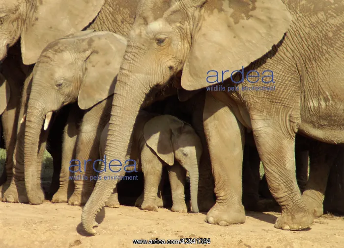 : Elephants protecting their calves - Close up of : Elephants protecting their calves - Close up of