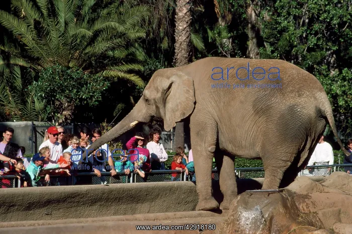  : Elephants - in San Diego zoo
